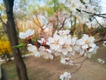 桃花摄影图片