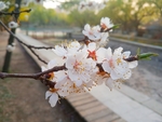 桃花摄影图片