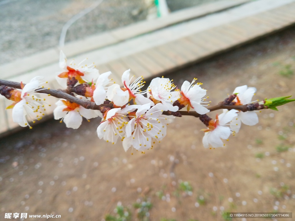 桃花摄影图片