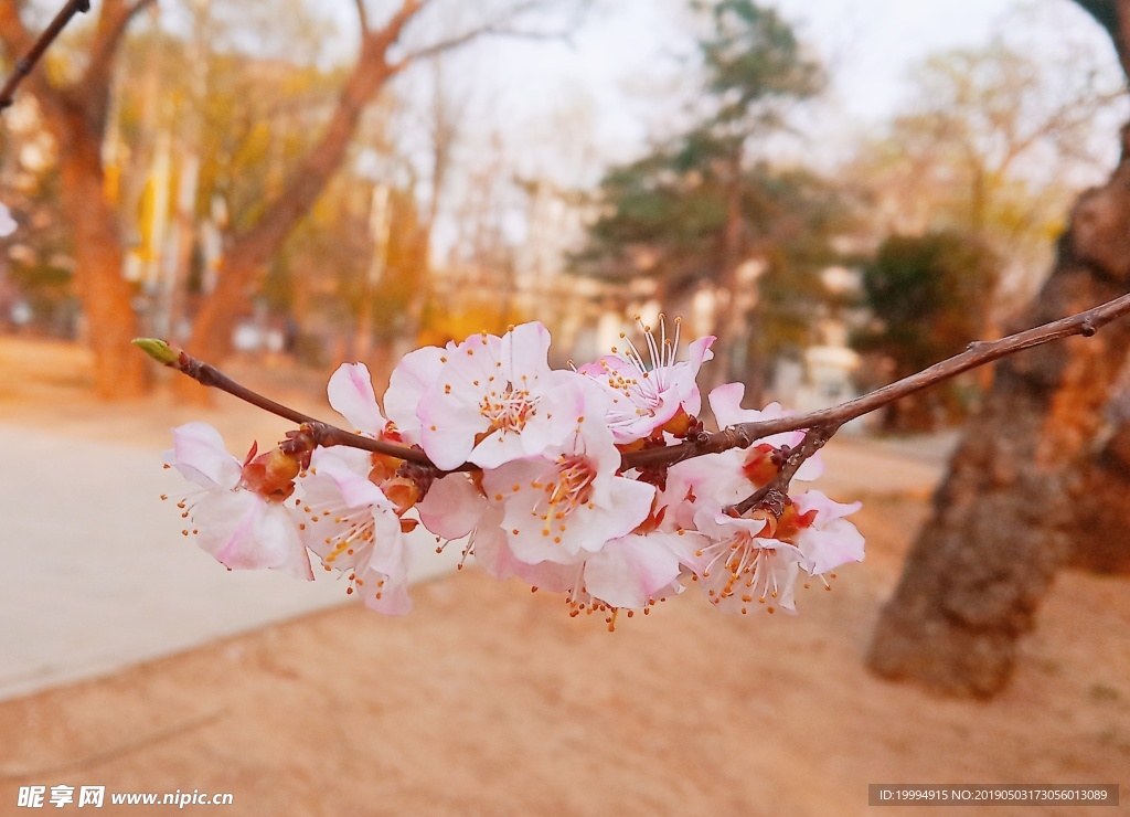 桃花摄影图片