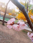 桃花摄影图片