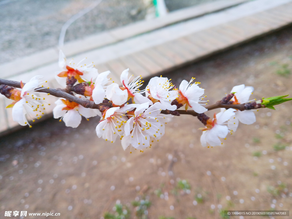 桃花摄影图片
