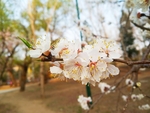 桃花摄影图片
