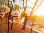 桃花摄影图片