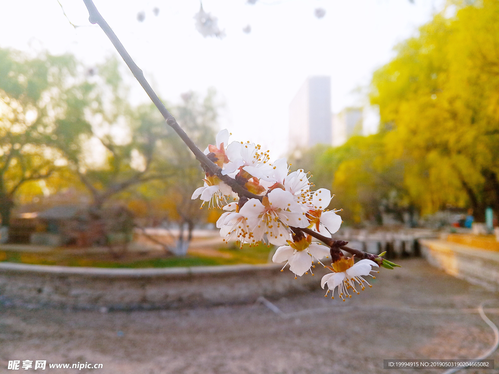 桃花摄影图片