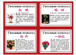 花卉苗木简介