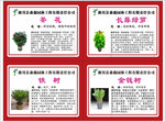 花卉苗木介绍