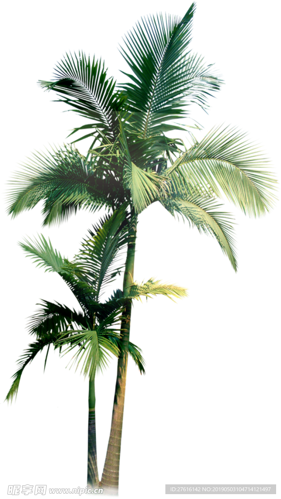 植物png免扣素材