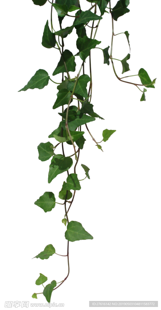 植物png免扣素材