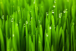 绿色小麦草露水露珠护眼4k