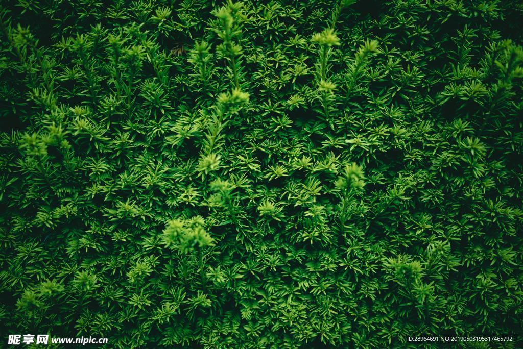 绿叶植物墙