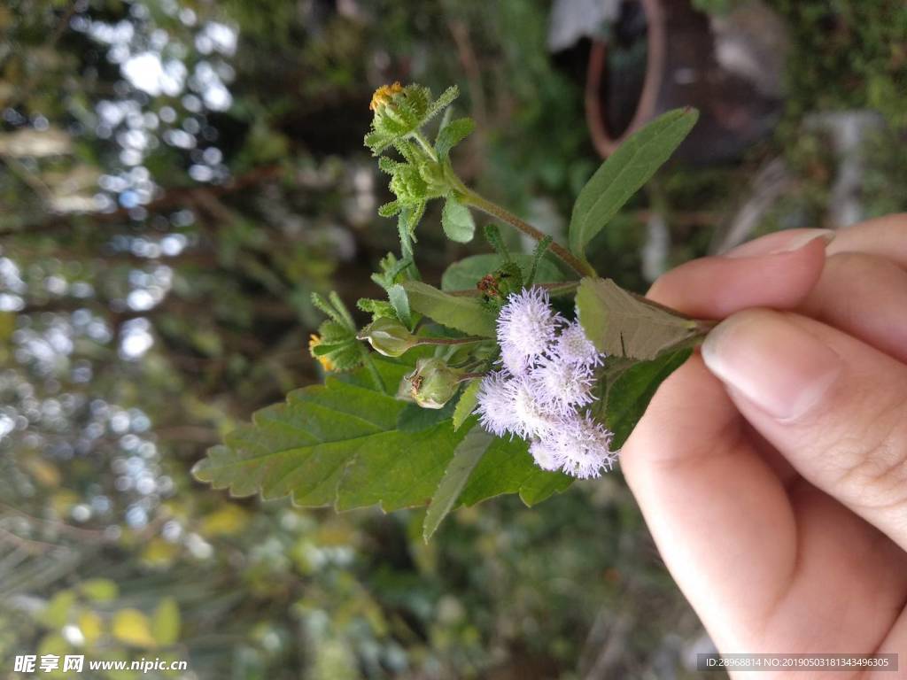 杂草杂花