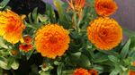 百日草 花卉