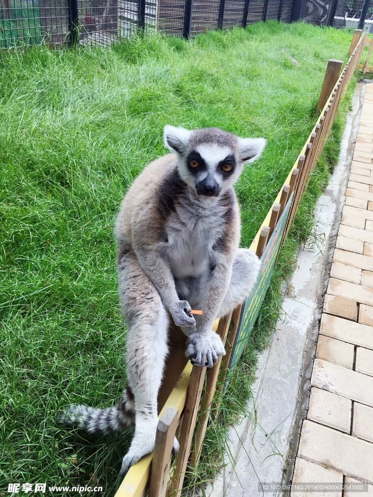 考拉