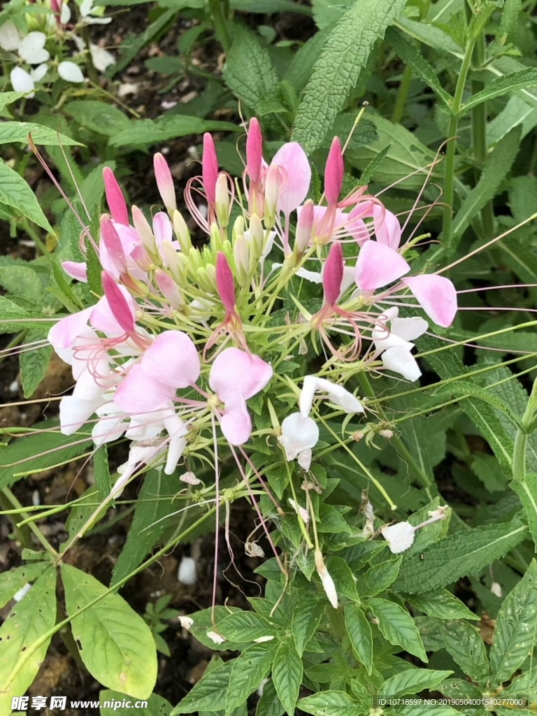 花草树木