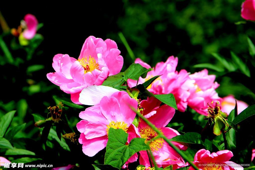 鲜花