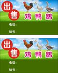 鸡鸭鹅
