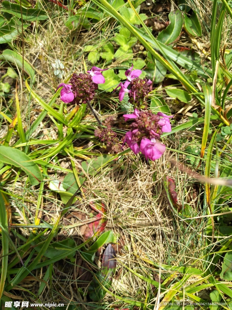 山野之花