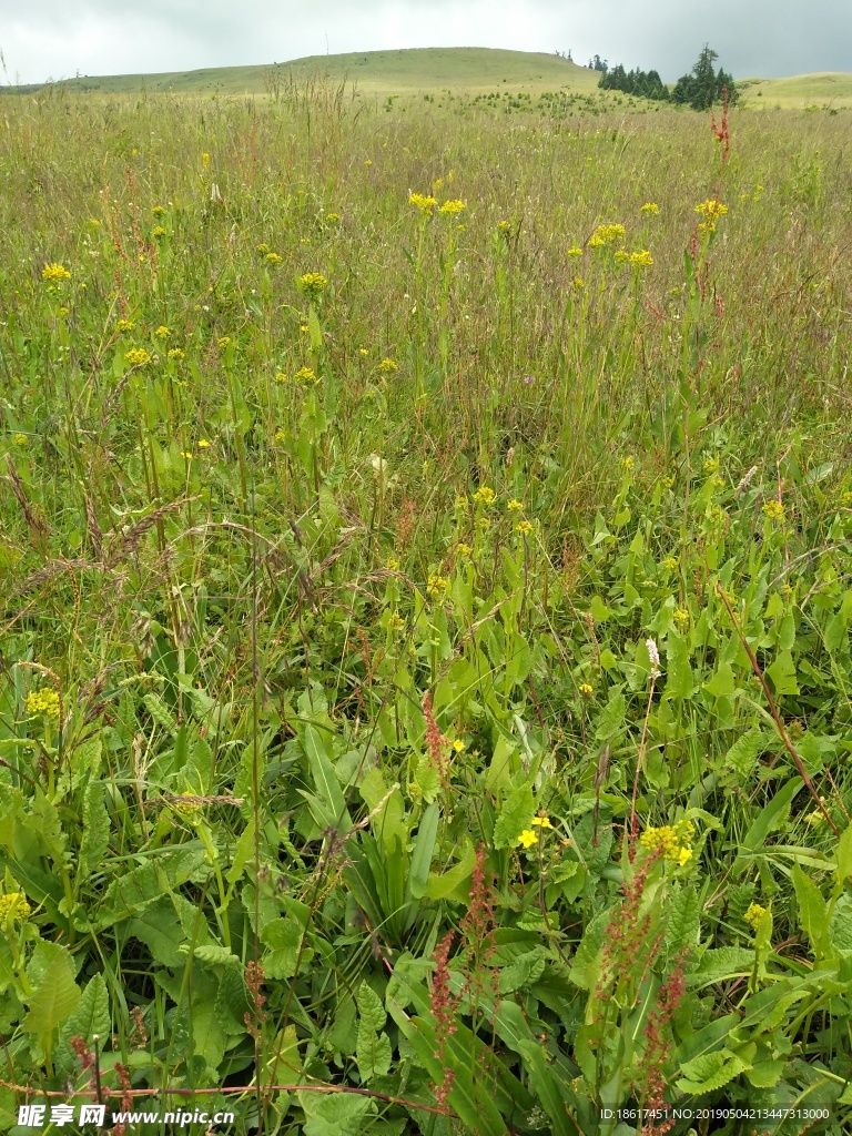 草原黄花