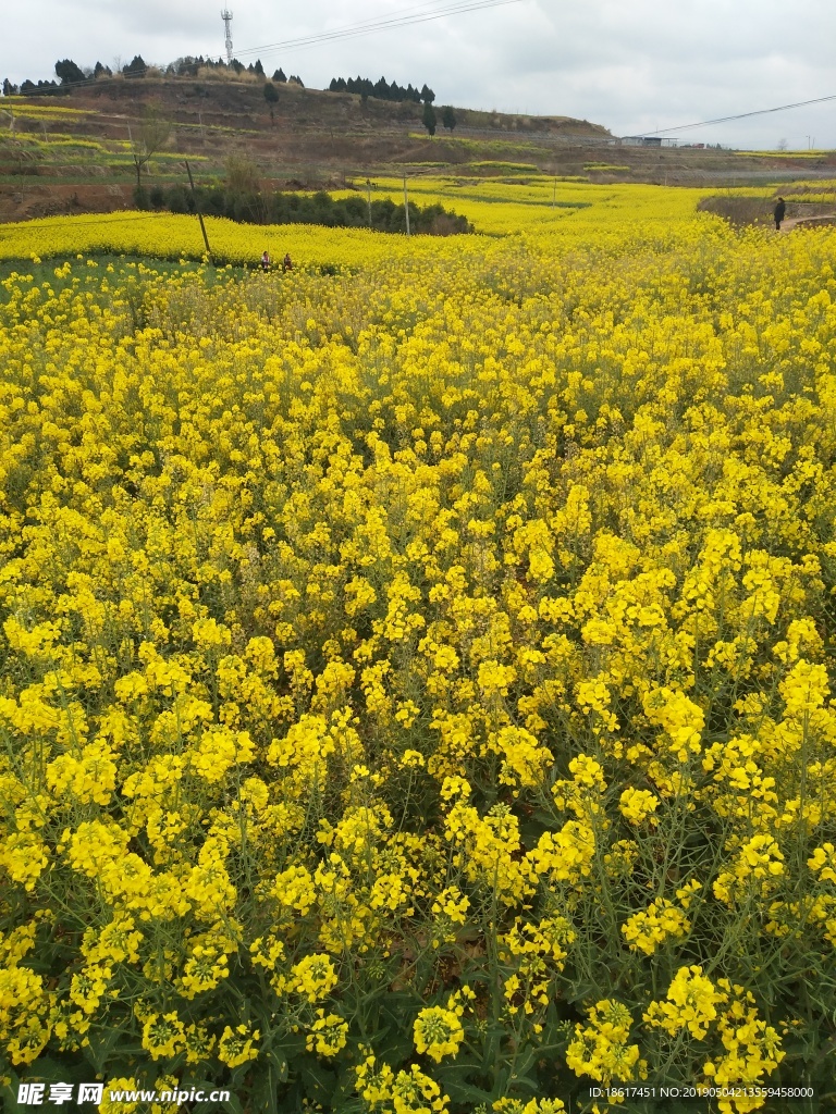 油菜花
