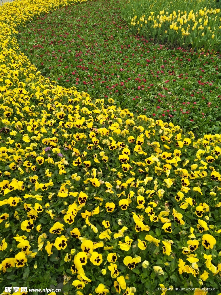 黄花