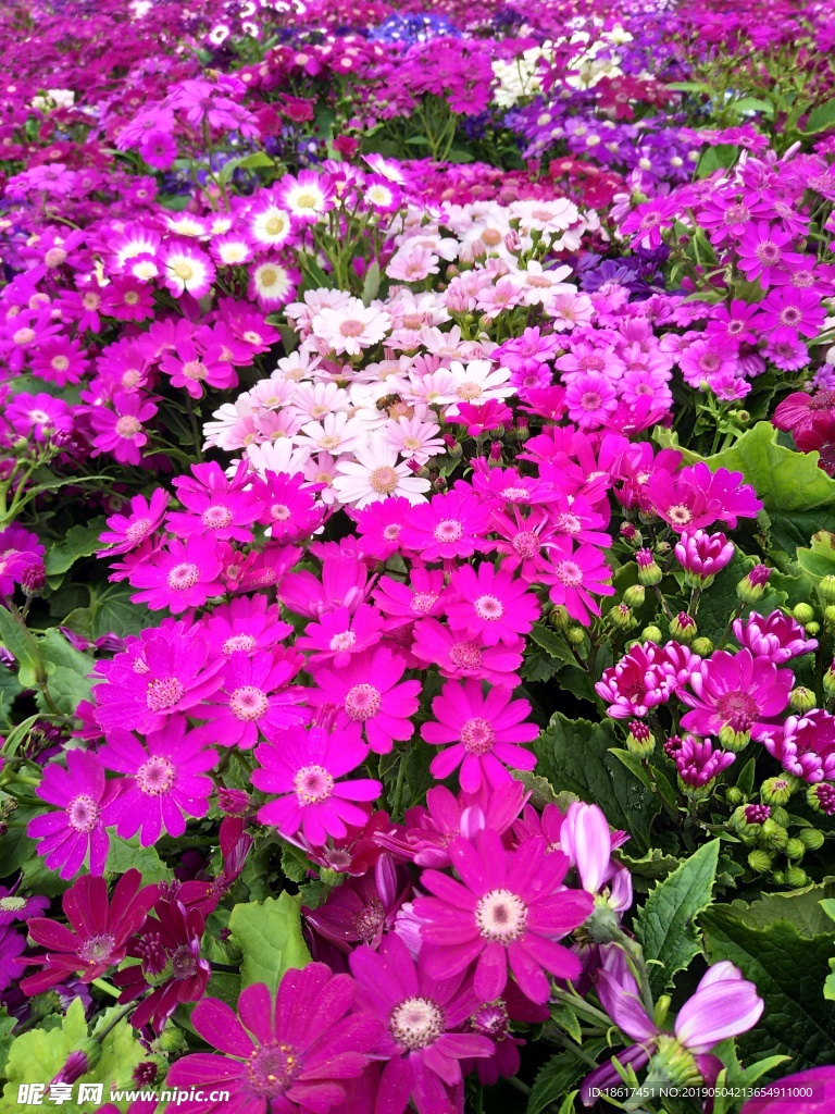 红花