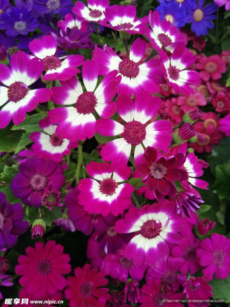 红花