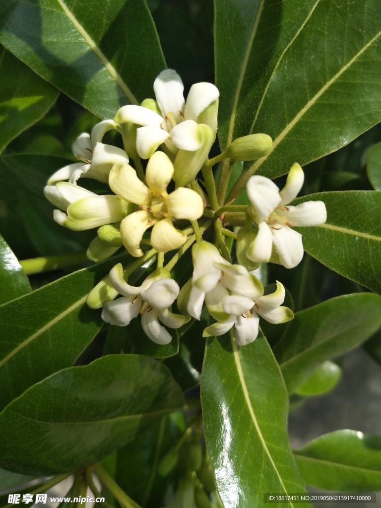 白花