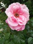 红花