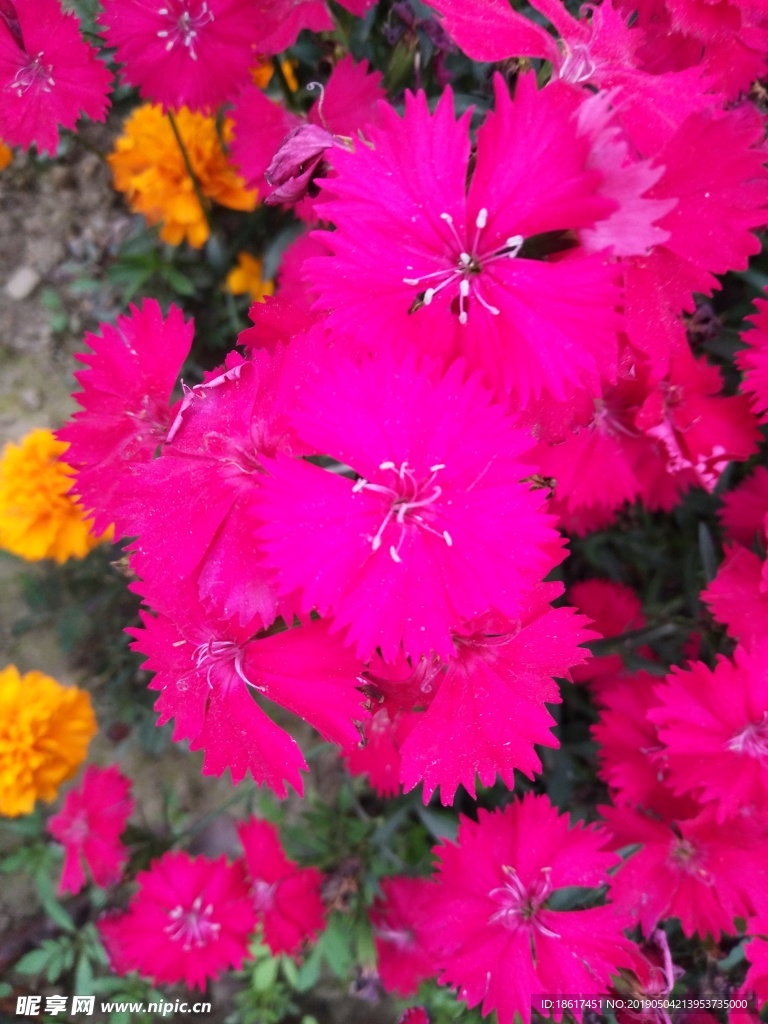 红花