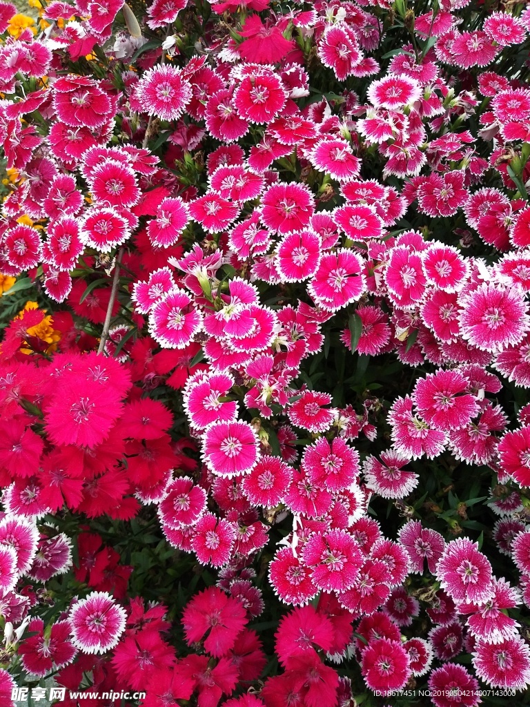鲜花 红花