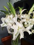 白花