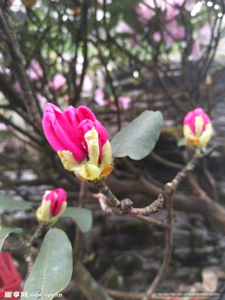 红花