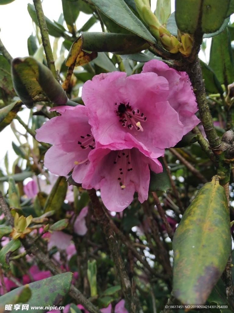 杜鹃花 索玛花