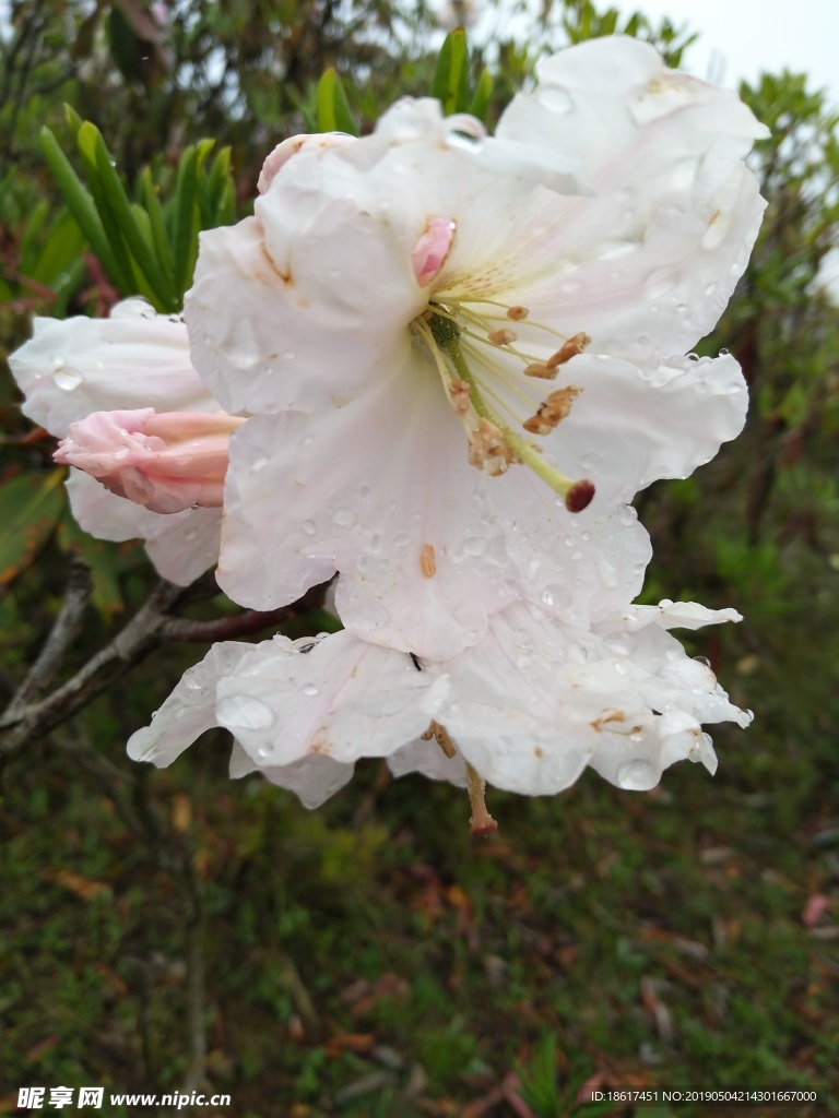 杜鹃花 索玛花