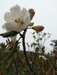 索玛花 杜鹃花