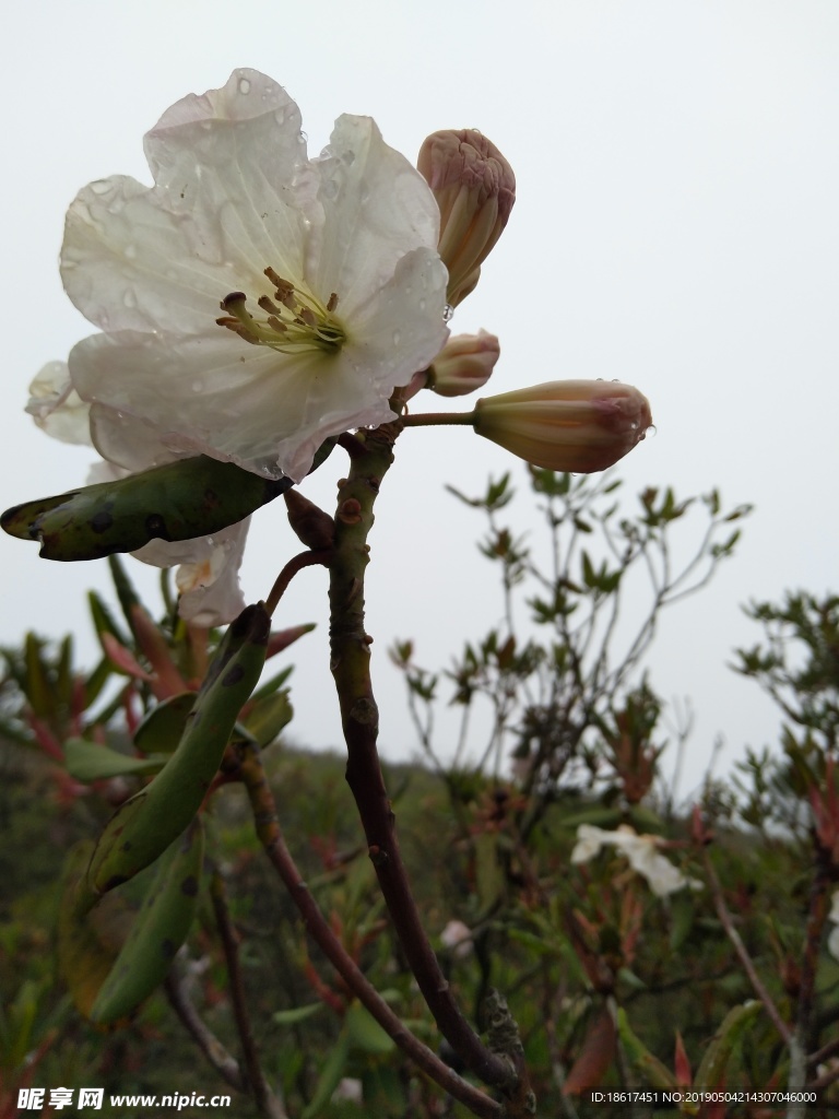 索玛花 杜鹃花