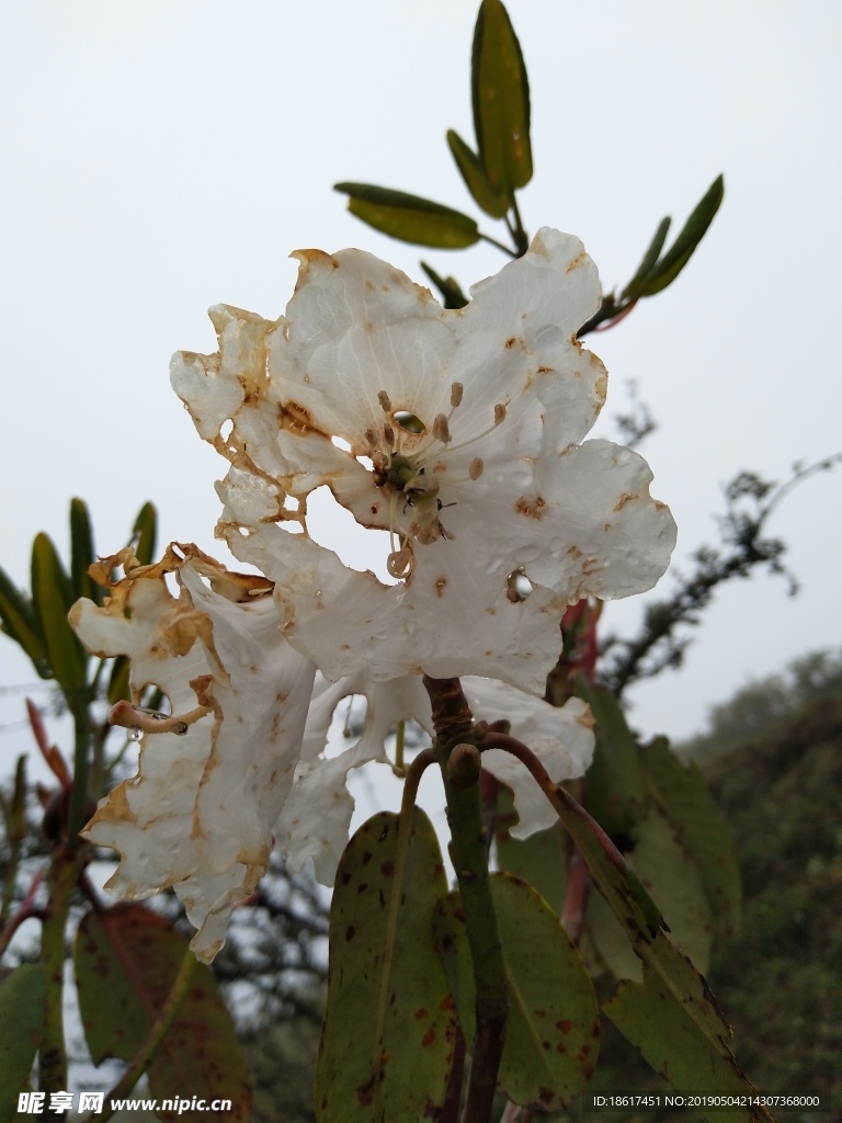 杜鹃花 索玛花