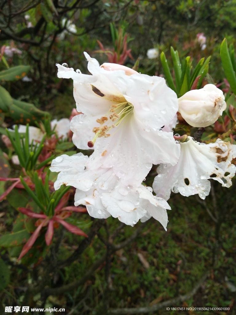 索玛花 杜鹃花