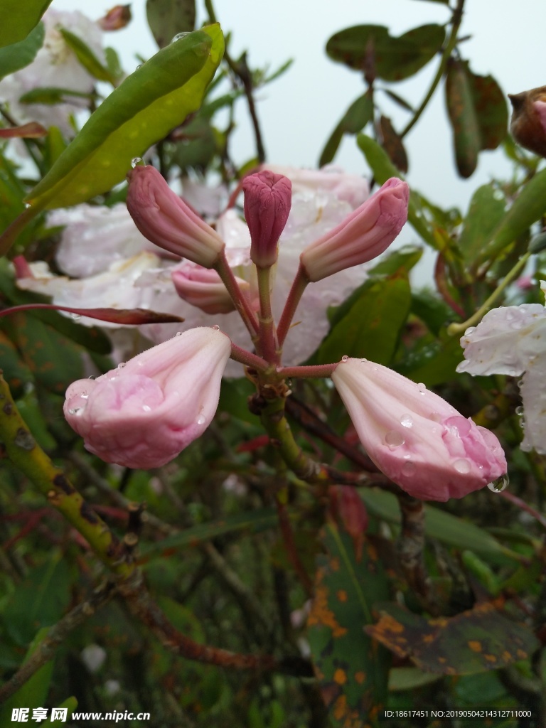 高山杜鹃 索玛花