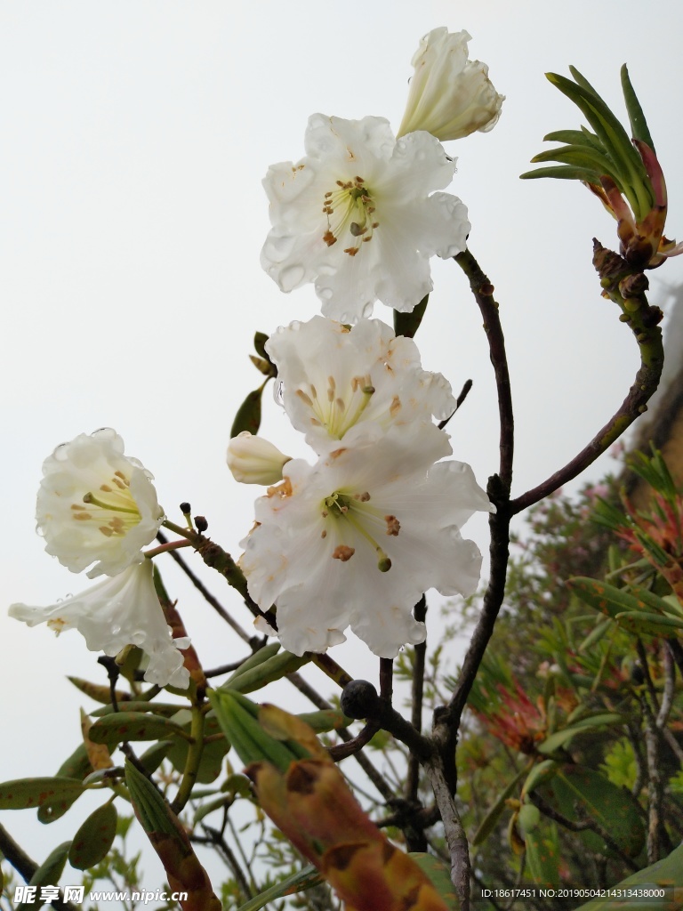 索玛花 杜鹃花