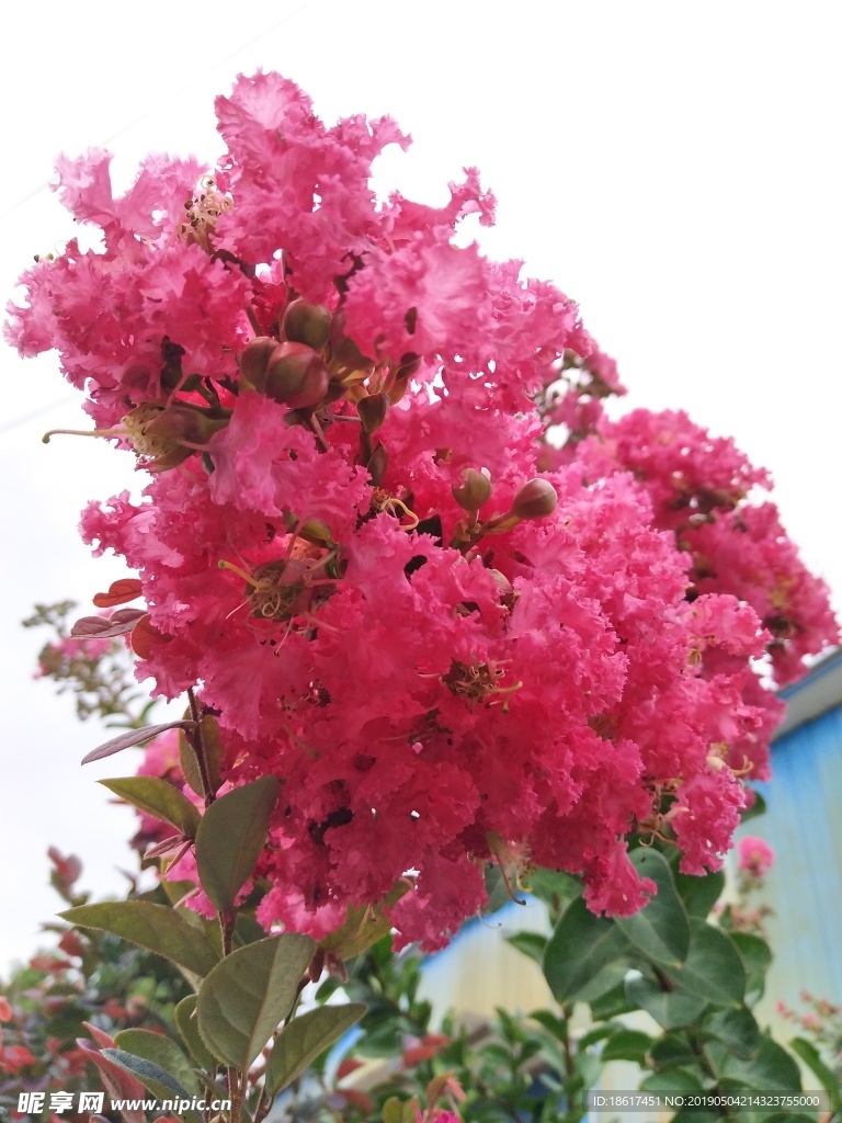 红色的花