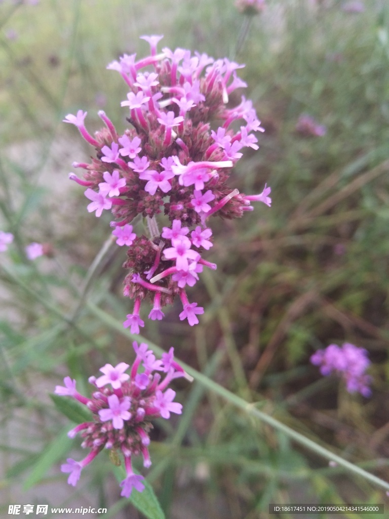 山花