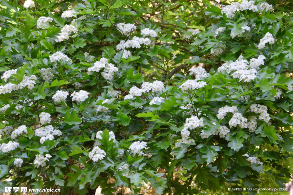 山楂花