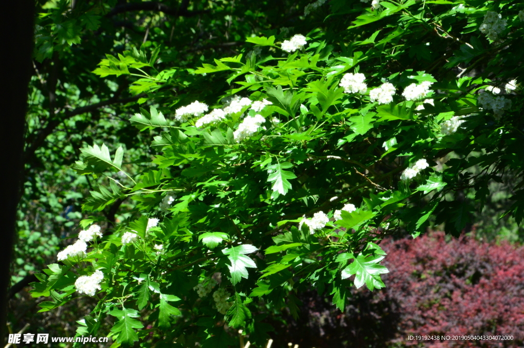 山楂花