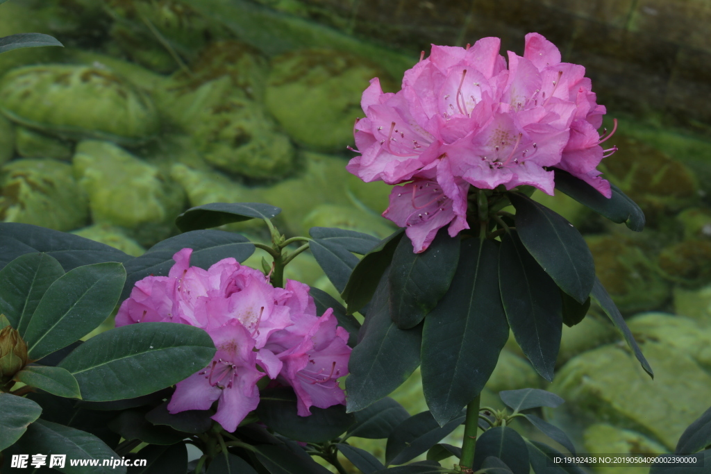 高山杜鹃花