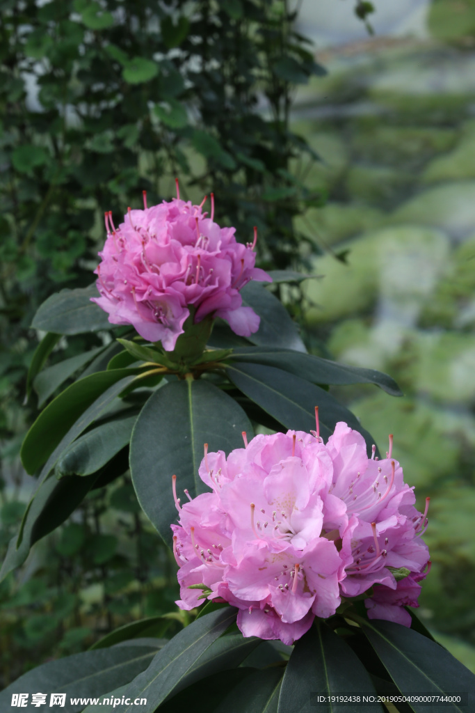 高山杜鹃花