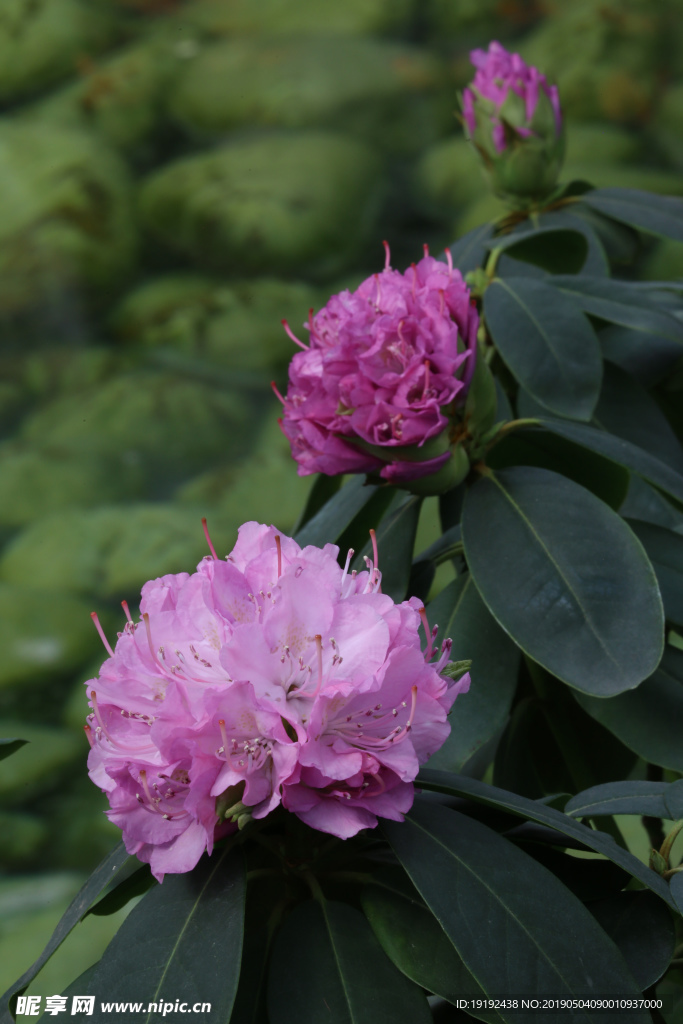 高山杜鹃花