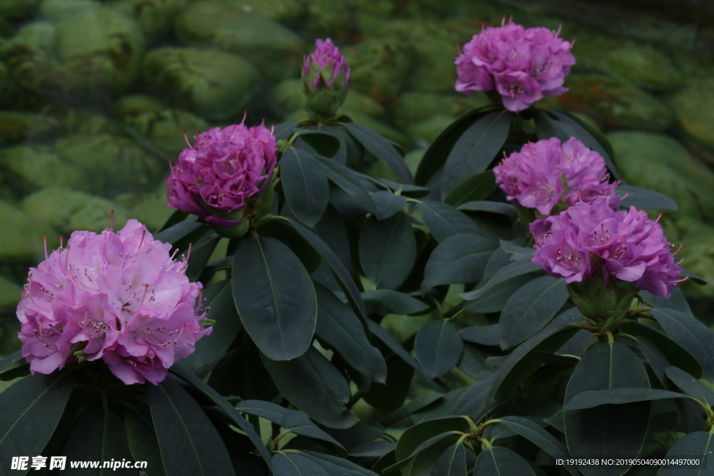 高山杜鹃花