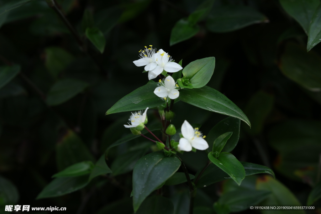 白花紫露草